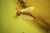 Two Detailed Fossil Flies (Diptera) In Baltic Amber #90862-1